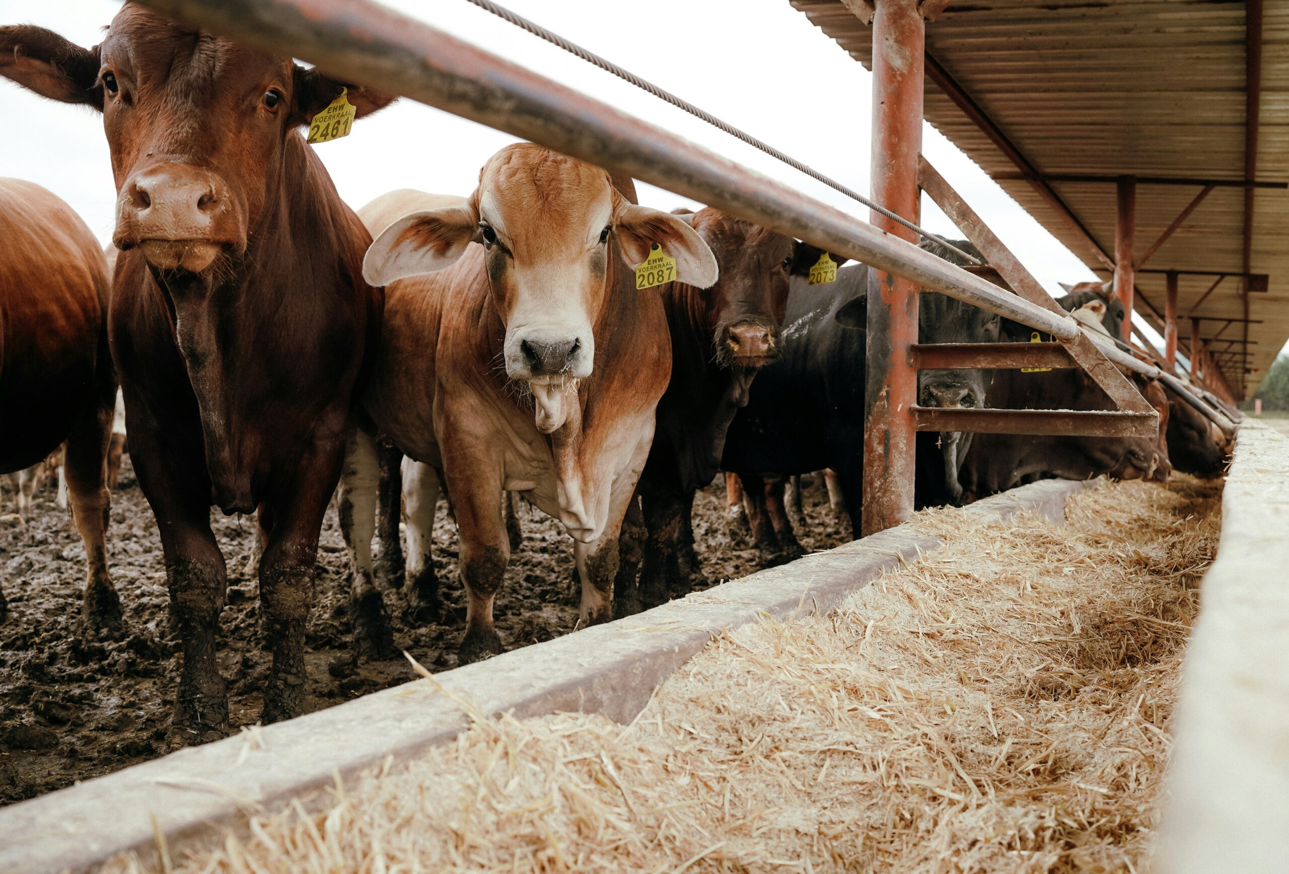 Faced with US tariffs, Brussels takes its charm offensive on Mercosur to Irish farmers