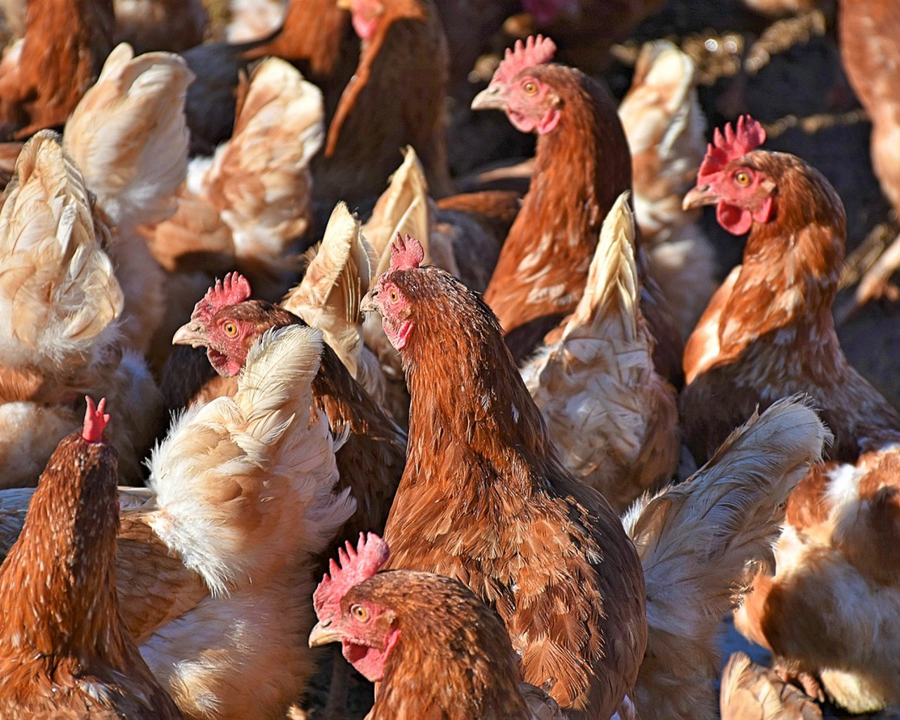 Poultry’s poop problem: Supreme Court to hear challenge over EPA licensing